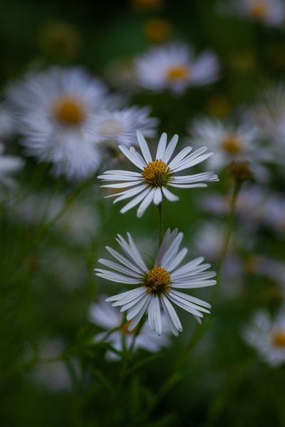 选择聚焦white-petaled鲜花的照片
